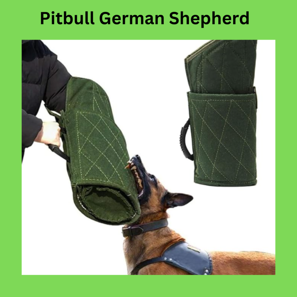 pitbull german shepherd