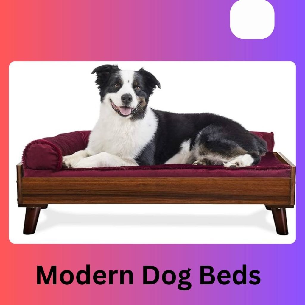 Modern Dog Beds